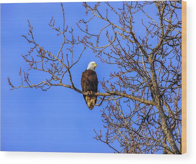 Alaska Wood Print featuring the photograph Alaskan Bald Eagle in tree at sunset by Patrick Wolf