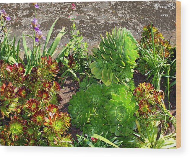 Plant Wood Print featuring the photograph Alcatraz Cactus Garden by Terry Burgess
