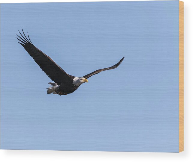 American Bald Eagle Wood Print featuring the photograph American Bald Eagle 2017-7 by Thomas Young