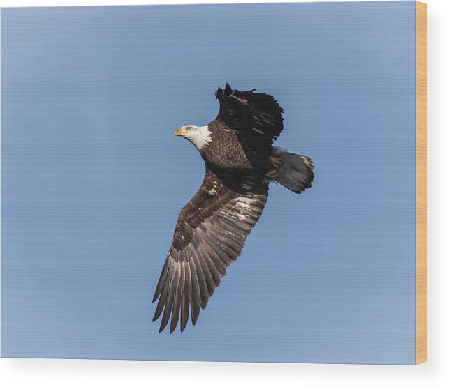 American Bald Eagle Wood Print featuring the photograph American Bald Eagle 2017-9 by Thomas Young
