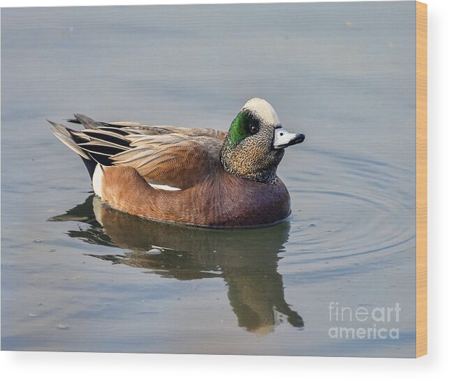 American Wood Print featuring the photograph An American Wigeon Out For A Stroll by Eddie Yerkish