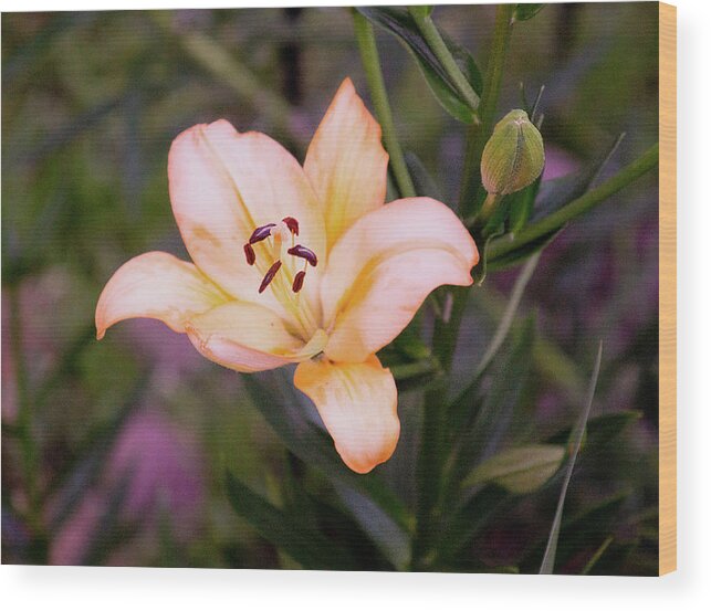 Lilium Wood Print featuring the photograph Asiatic Lilly by M Three Photos