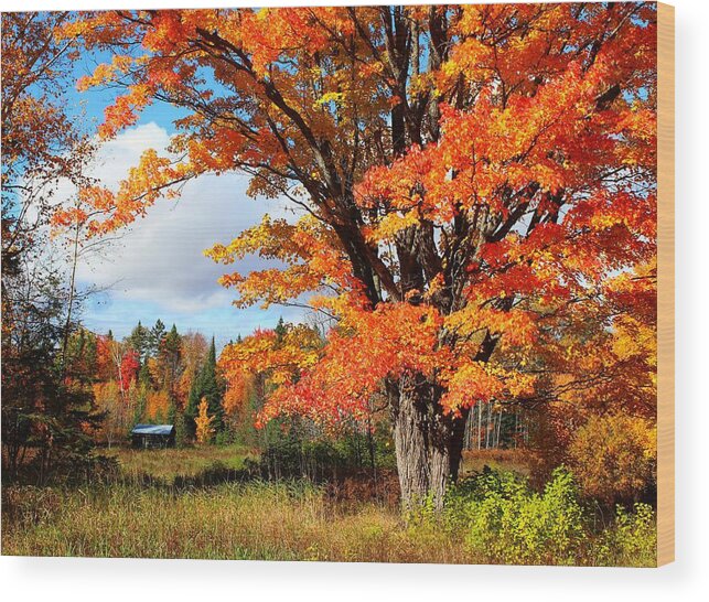 Fall Wood Print featuring the photograph Autumn Glory by Gigi Dequanne