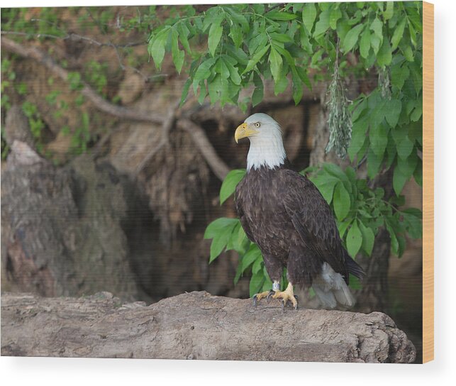 Canon Wood Print featuring the photograph Bald eagle on log by Jack Nevitt
