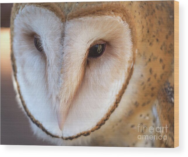 Owl Wood Print featuring the photograph Barn Owl by Chris Scroggins
