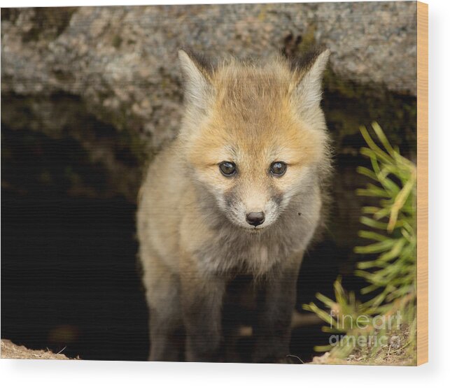 Fox Kit Wood Print featuring the photograph Beautiful Baby by Natural Focal Point Photography