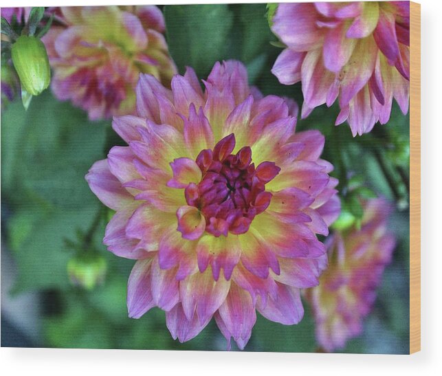 Dahlia Wood Print featuring the photograph Beauty In The Garden by Cynthia Guinn
