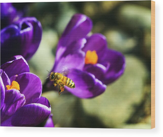 Bee Wood Print featuring the photograph Bee in Flight by Marilyn Hunt