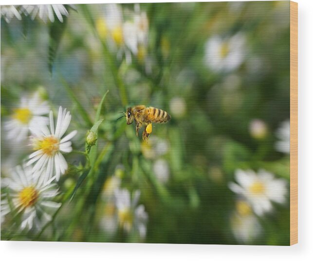 Bee In The Flight Wood Print featuring the photograph Bee in the flight by Lilia S
