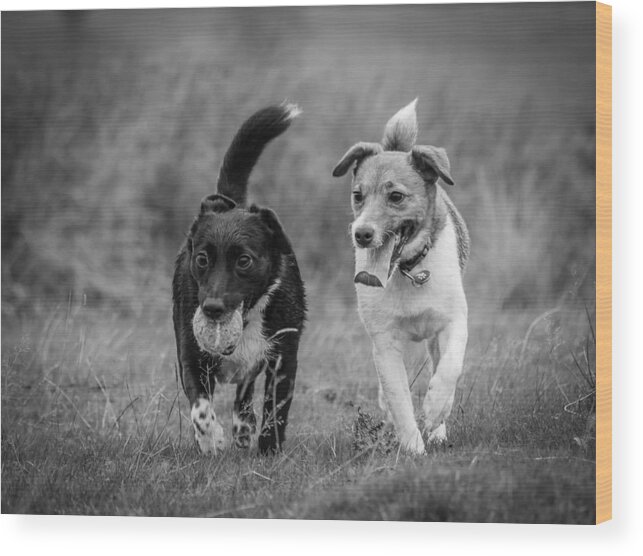 Dog Wood Print featuring the photograph Best Buddies by Nick Bywater