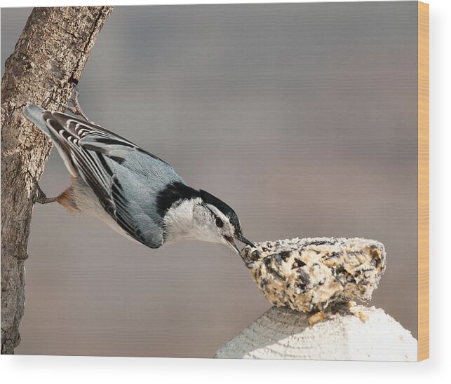 White Breasted Nuthatch Wood Print featuring the photograph Bit Off More Than He Could Chew by Lara Ellis