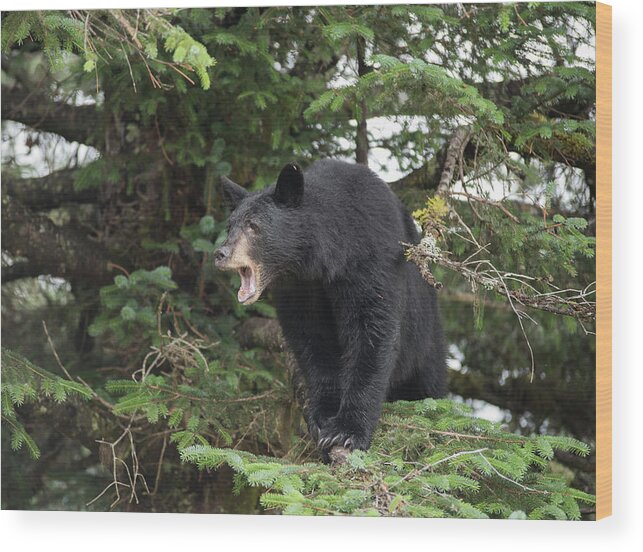 Black Bear Wood Print featuring the photograph Black Bear Yawn by David Kirby
