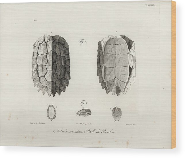 Leaf Turtle Wood Print featuring the drawing Black-Breasted Leaf Turtle by J B Bory de Saint Vincent