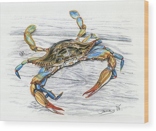 Blue Crab Wood Print featuring the drawing Blue Crab by Jana Goode