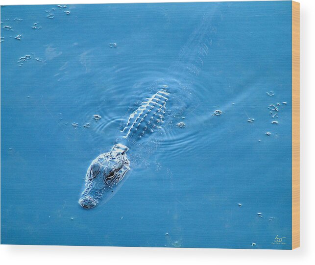 Aquatic Wood Print featuring the photograph Blue Gator by Sam Davis Johnson
