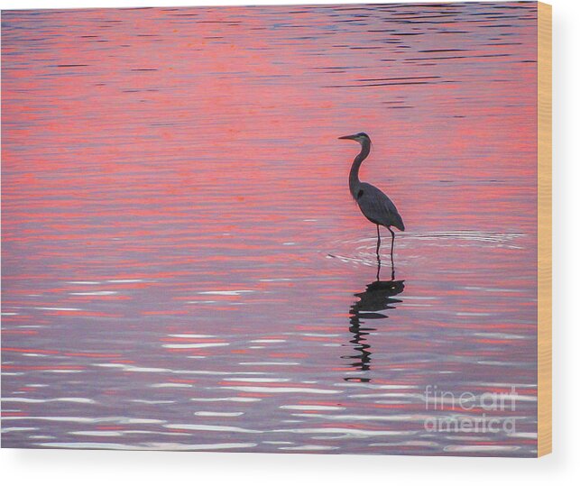 Blue Heron Wood Print featuring the photograph Blue Heron - Pink Water by Tom Claud