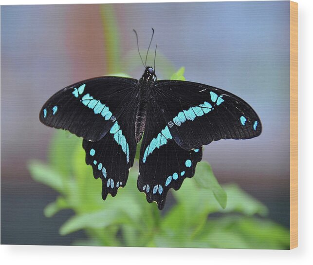 Blue Banded Swallowtail Butterfly Wood Print featuring the photograph Blue Swallowtail Butterfly by Ronda Ryan
