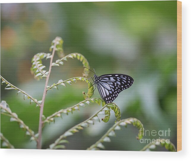 Blue Tiger Wood Print featuring the photograph Blue Tiger on a Farn by Eva Lechner