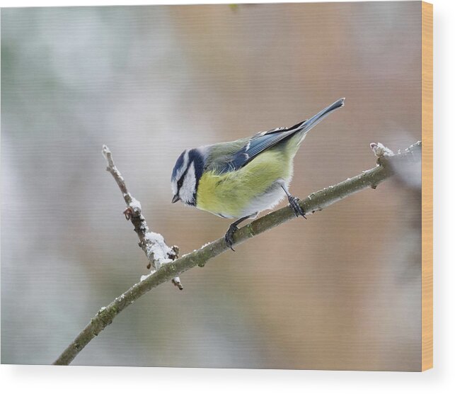 Cyanistes Caeruleus Wood Print featuring the photograph Blue Tit in pastel colors by Jouko Lehto