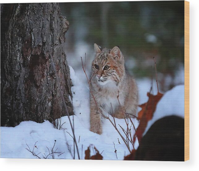 Bobcat Wood Print featuring the photograph Bobcat Sneaking Around by Duane Cross