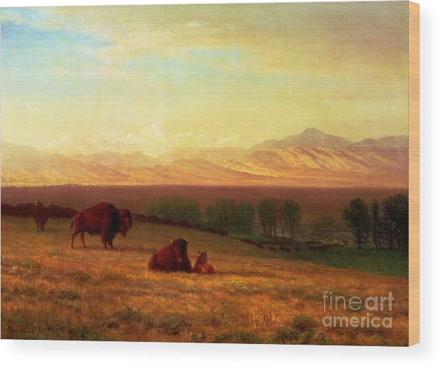 Bierstadt Wood Print featuring the painting Buffalo on the Plains by Albert Bierstadt