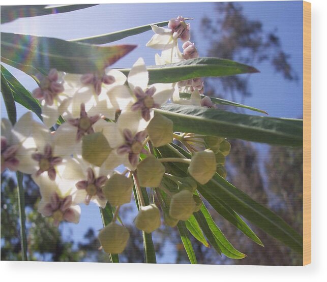 Floral Wood Print featuring the photograph Burst of Flowers by Jean Booth