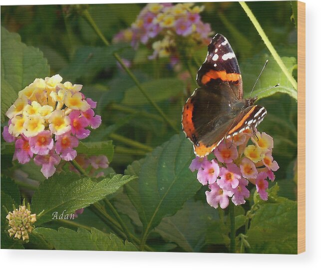 Monarch Butterfly Wood Print featuring the photograph Busy Butterfly Side 1 by Felipe Adan Lerma