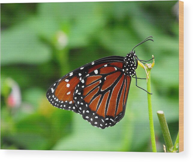 Butterfly Wood Print featuring the photograph Butterfly by Nora Martinez