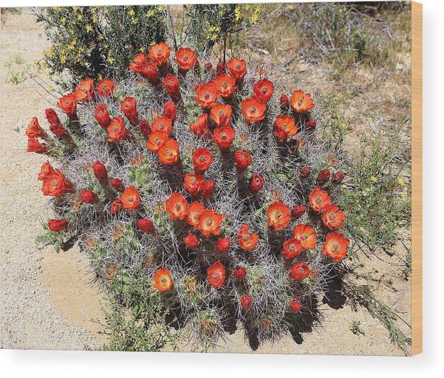 Cactus Bloom In Jtnp Wood Print featuring the photograph Cactus Bloom In JTNP by Viktor Savchenko