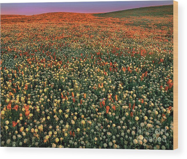 California Poppies Wood Print featuring the photograph California Poppies at Dawn Lancaster California by Dave Welling