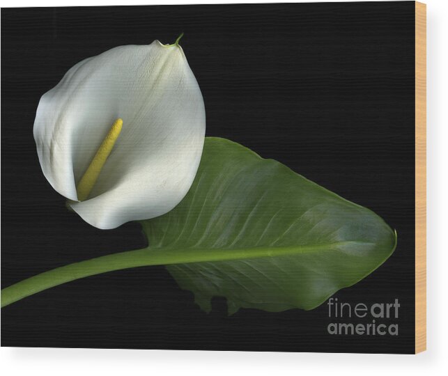 Scanography Wood Print featuring the photograph Calla Lily by Christian Slanec
