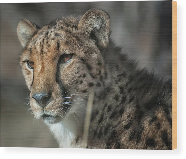 Animal Ark Wood Print featuring the photograph Cheetah 2 by Rick Mosher