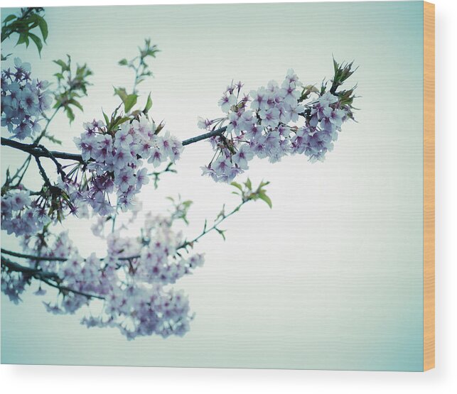 Cherry Blossoms Wood Print featuring the photograph Cherry Blossoms by Yuka Kato