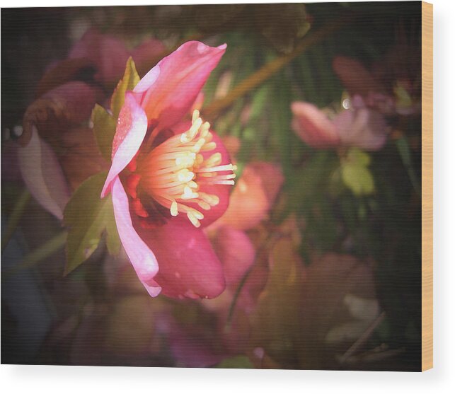 Christmas Wood Print featuring the photograph Christmas Rose by Barbara White