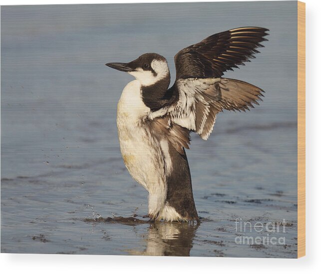 Bird Wood Print featuring the photograph Common Murre Stretching Wings by Max Allen