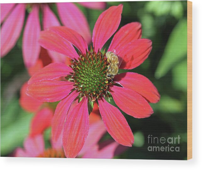 Insect Wood Print featuring the photograph Coneflower Honeybee I by Mary Haber