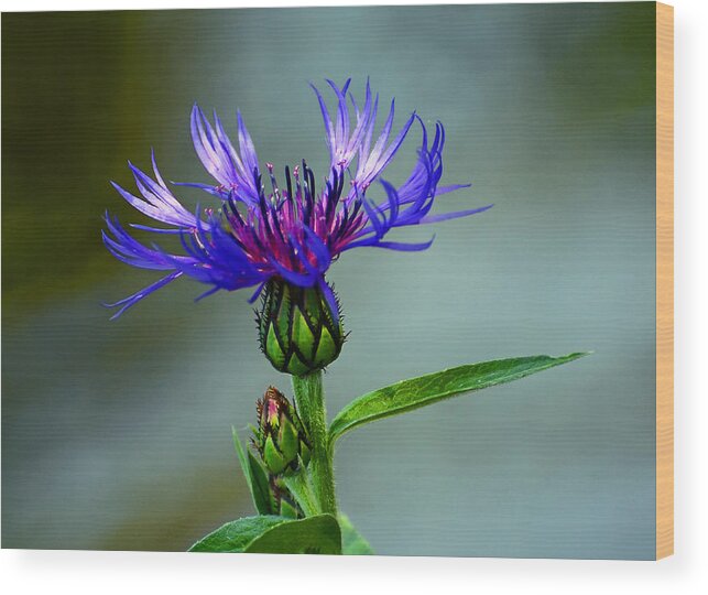 Cornflower Wood Print featuring the photograph Cornflower by Rodney Campbell