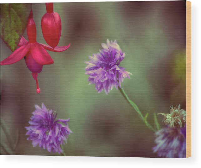 Nature Prints Wood Print featuring the photograph Cornflowers and Fuschia by Bonnie Bruno
