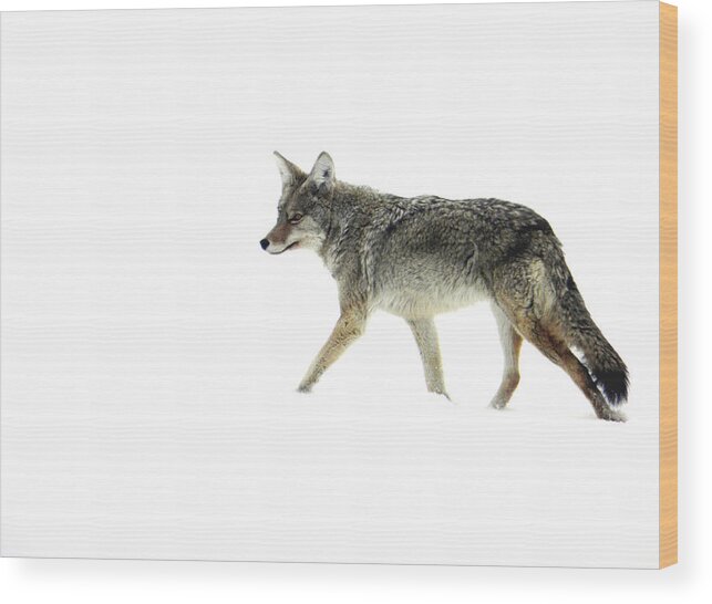 Coyote Wood Print featuring the photograph Coyote crossing by Meagan Visser