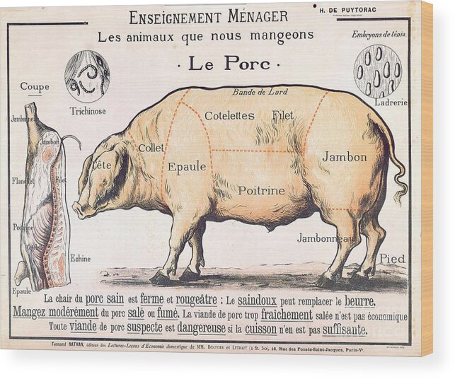 Eating;farm Animals; Cross Section; Loin; Rump; Flank; Butcher; Joint; Pig; Pigs; Shoulder; Ham; Belly; Shoulder; Diagram; Slaughter; Farming; Food Preparation; Domestic Science; Nutrition;teaching;education;home Economics; Farming; Breed;butchering Wood Print featuring the drawing Cuts of Pork by French School