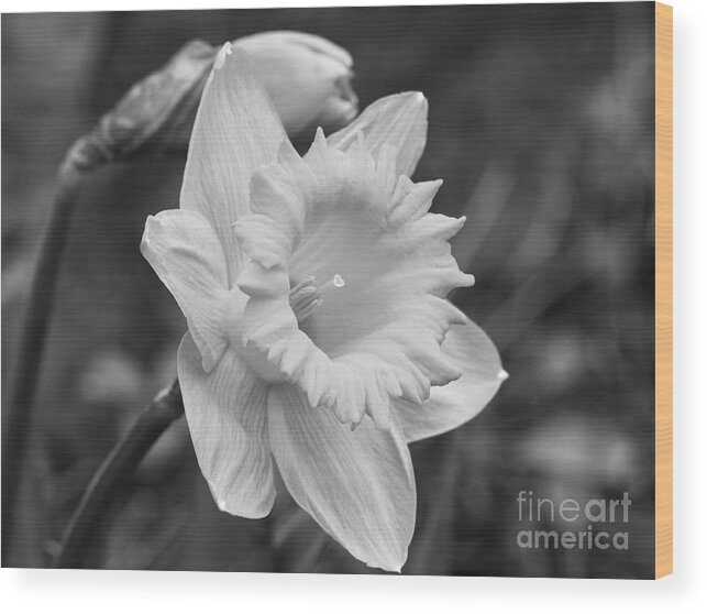 Narcissus Wood Print featuring the photograph Daffodil by Arlene Carmel