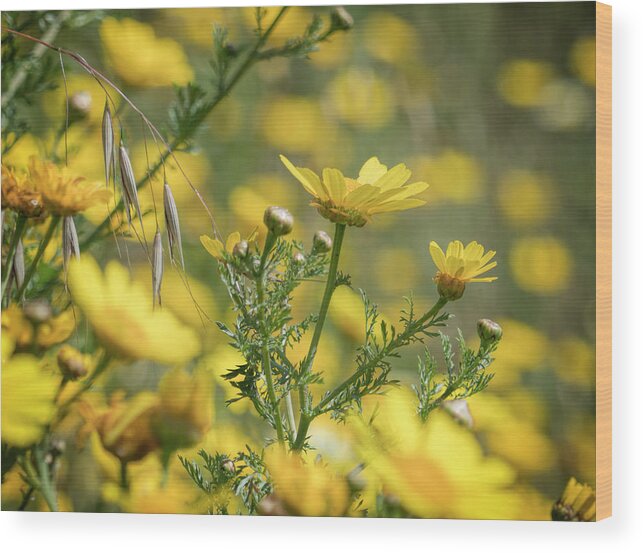Spring Wood Print featuring the photograph Daisies in Spring 2 by Michael Hope