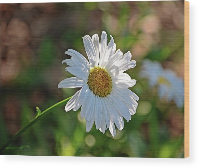 Bloom Wood Print featuring the photograph Daisy Morning by Linda Brown