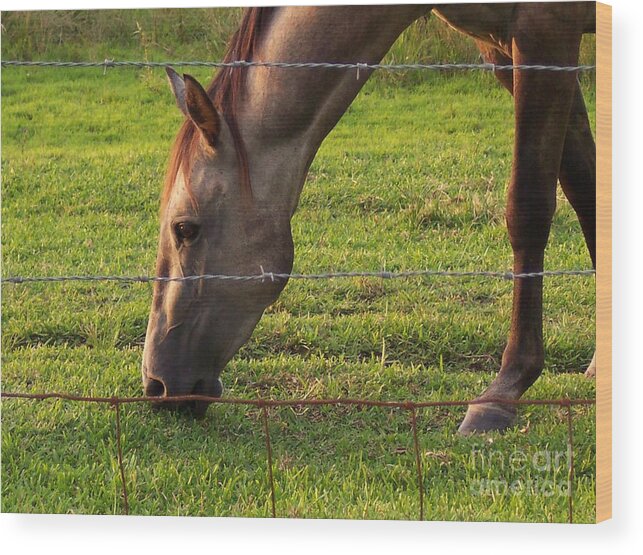 Horse Wood Print featuring the photograph Daydreaming by Brandy Woods