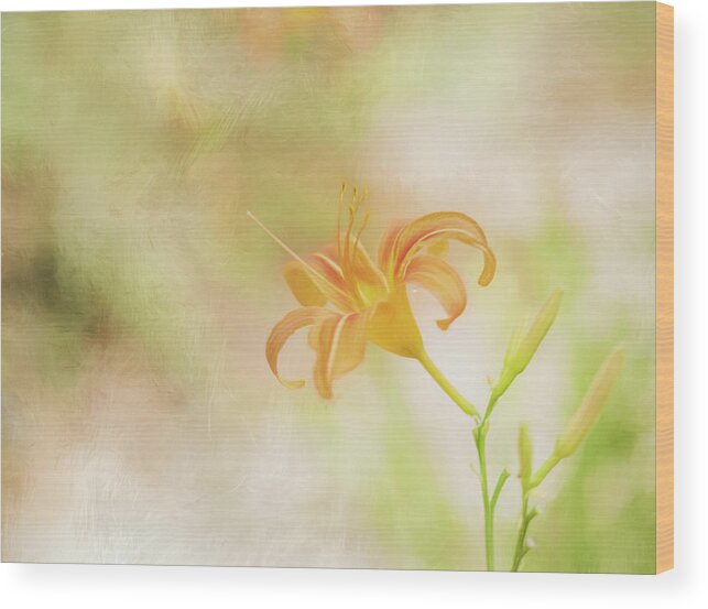 2017 Wood Print featuring the photograph Daylily by Wade Brooks
