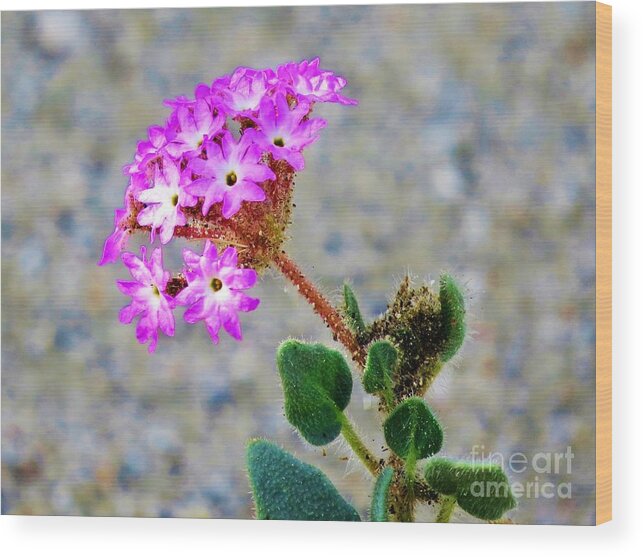 Abronia Villosa Wood Print featuring the photograph Desert Sand Verbena by Michele Penner