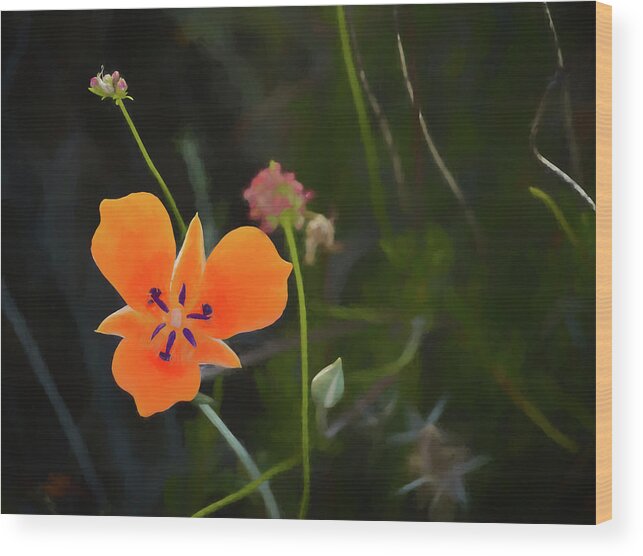 Desert Wood Print featuring the photograph Desert Wildflower 2 by Penny Lisowski
