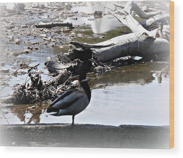 Ducks Wood Print featuring the photograph Desolate by Deborah Kunesh