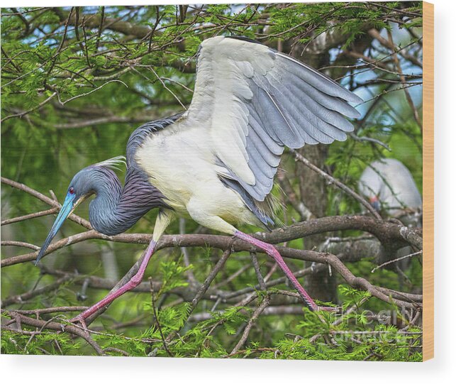 Herons Wood Print featuring the photograph Determination by DB Hayes