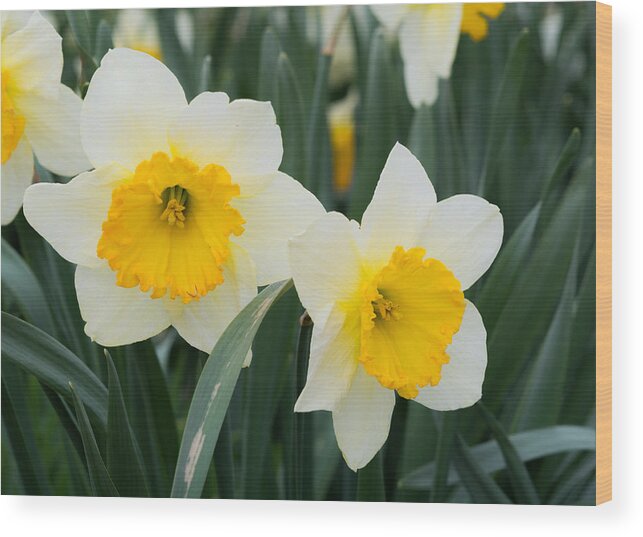 Daffodils Wood Print featuring the photograph Double Daffodils by Holden The Moment